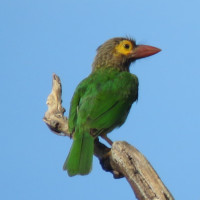 Brown-headed Barbet